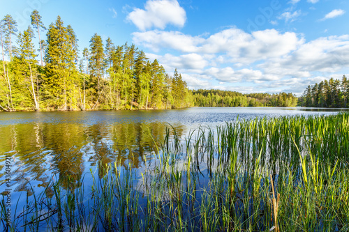 Lake landscape with forest in the summer