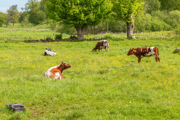 Crédence de cuisine  Dairy cows on an idyllic summer meadow  © Lars Johansson