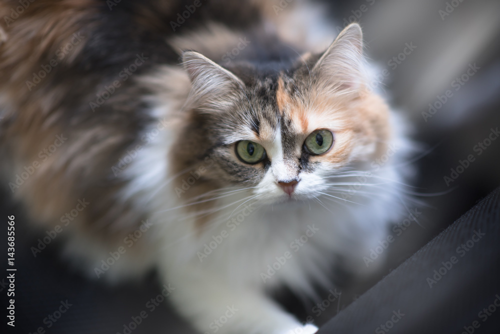 Beautiful cat with magnetic deep green-yellow eyes