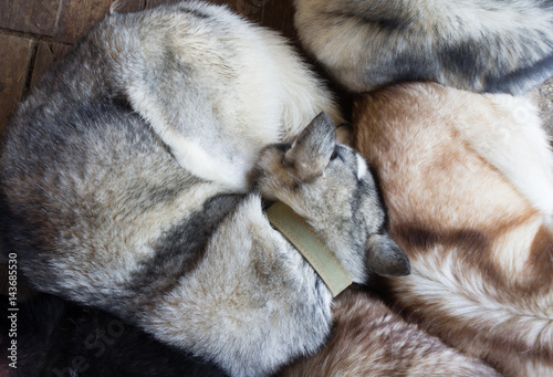 Sleeping husky dogs
