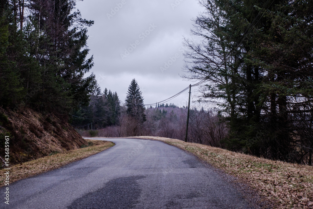Obraz premium forest road