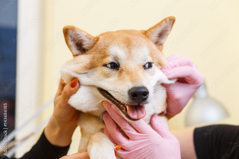 Shiba Inu dog smiles