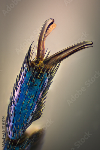 Extreme magnification - Blue metallic bug claw, Meloe proscarabaeus photo
