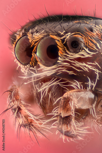 Extreme magnification - Jumping spider portrait, side view