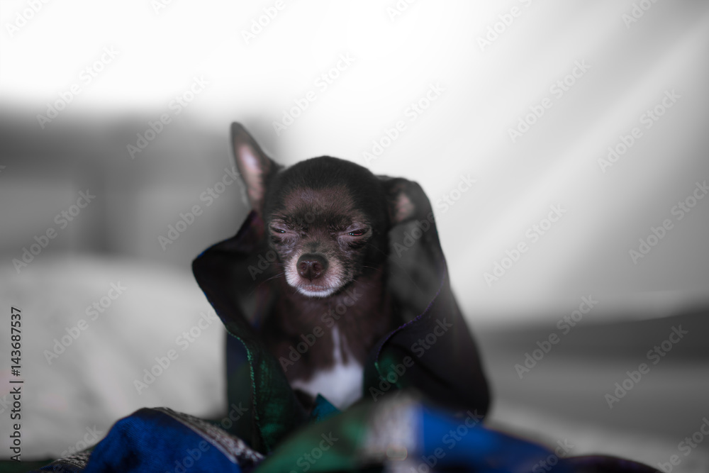 Miniature Chihuahua Dog is sitting under the colored scarf and hiding from the light.
