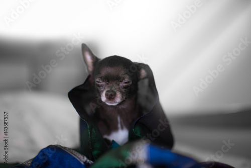 Fototapeta Naklejka Na Ścianę i Meble -  Miniature Chihuahua Dog is sitting under the colored scarf and hiding from the light.