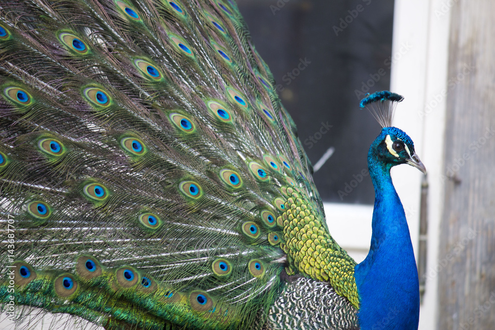 Obraz premium She is a Peacock