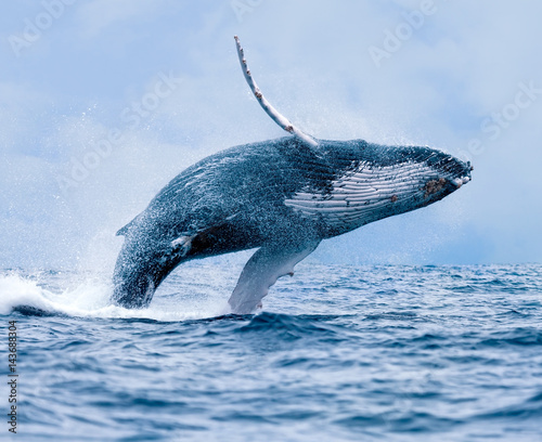 Humpback Whale (Megaptera novaeangliae), Breaching Off Coast of Puerto Lopez, Ecuador