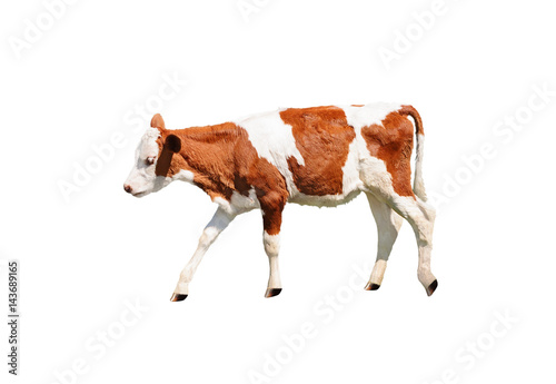 Valokuva Side view of calf isolated on white background