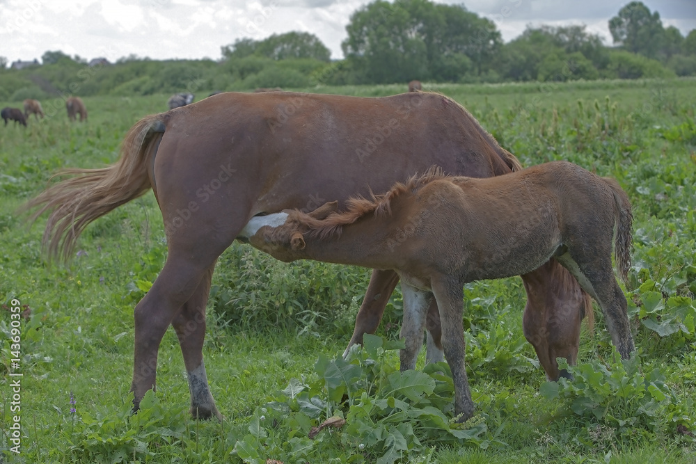 little colt grazing on green meadow little colt grazing on green meadow