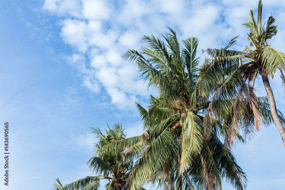 Coconut palm tree on blue cloudey sky on a tropical island Bali, Indonesia.