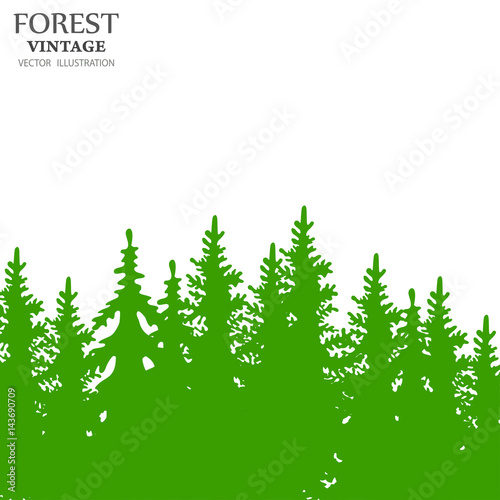 Coniferous forest.