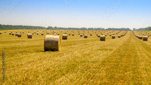 Sunny harvesting field with stacks during harvesting, Krasnodar region, Russia