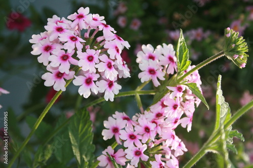 pink verbena