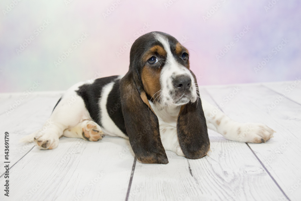 Basset Hound with colorful springtime background Basset Hound with colorful springtime background