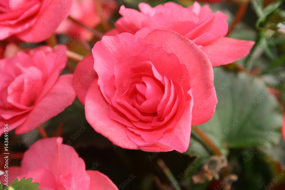 begonia begonia