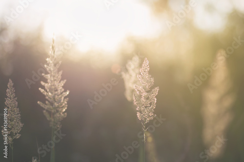 Sunlight through tall grass