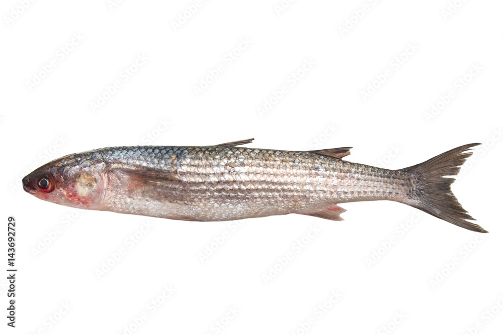 Fresh mullet fish isolated on white background Fresh mullet fish isolated on white background