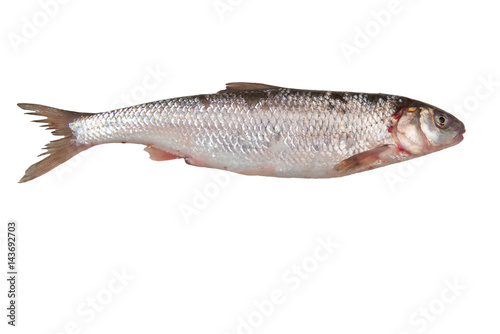 Fresh omul fish isolated on white background