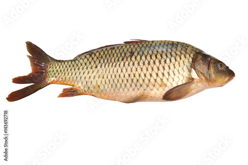 Fototapeta Naklejka Na Ścianę i Meble -  Fresh carp fish isolated on white background