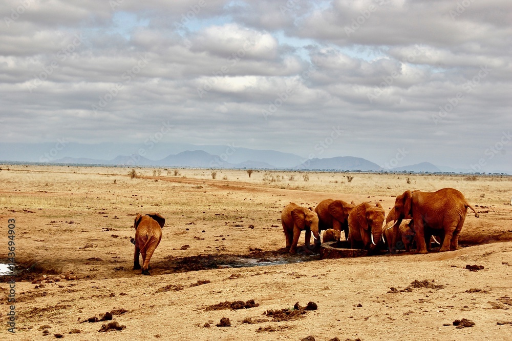 Elephants on the desert