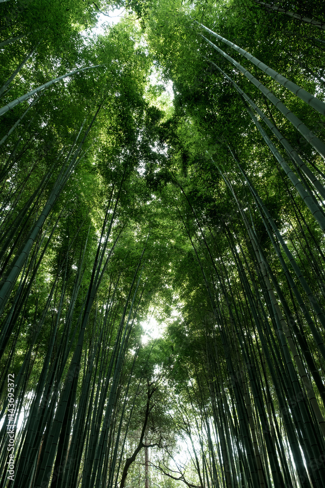 Bamboo Forest is a tourist site in Arashiyama, Kyoto, Japan. The Ministry of the Environment included the Sagano Bamboo Forest on its list of 100 Soundscapes of Japan. Bamboo Forest is a tourist site in Arashiyama, Kyoto, Japan. The Ministry of the Environment included the Sagano Bamboo Forest on its list of 100 Soundscapes of Japan.