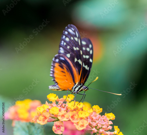 Golden Helicon Butterfly feeding on wild flowers.