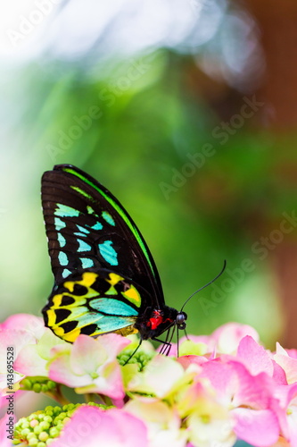 The Cairns birdwing, is a species of birdwing butterfly endemic to north-eastern Australia, and is Australia's largest endemic butterfly species. Other common names in are Cooktown and north birdwing. photo