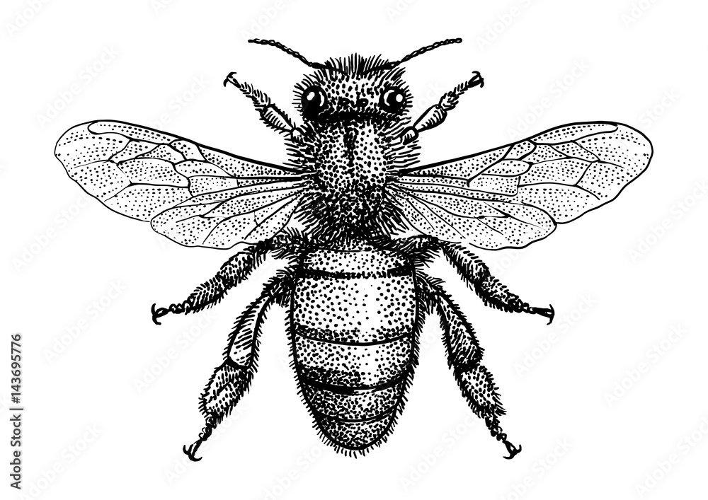 Engraving Illustration Of Honey Bee Stock Illustration - Download