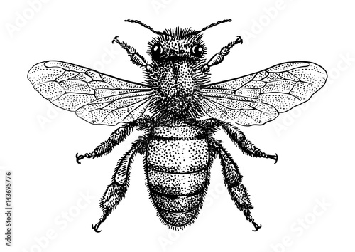 Bee illustration, drawing, engraving, ink, line art, vector