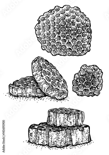 Honeycomb illustration, drawing, engraving, ink, line art, vector
