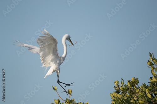 Great egret heron landing in top of mangrove trees.