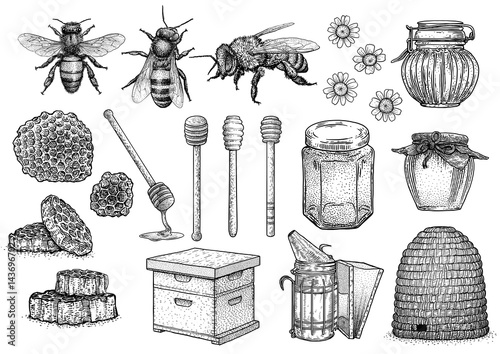 Fototapeta Bee, honey, hive, beekeeping illustration, drawing, engraving, line art, vector