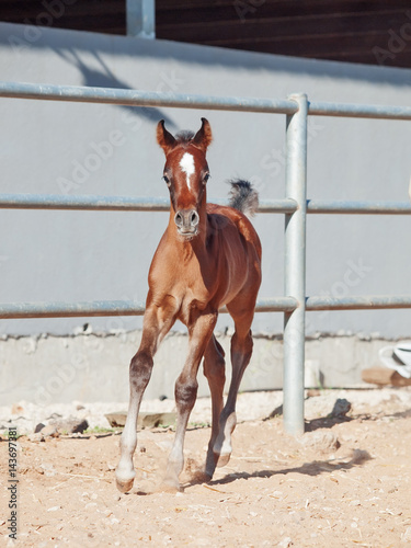 running arabian little foal. Israel
