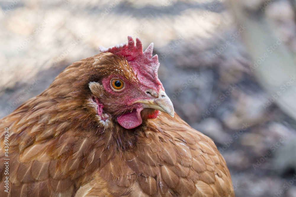 Fototapeta premium Brown hen home.