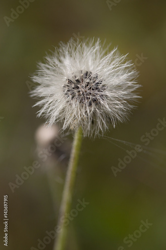 Dried dandelion