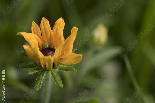 Black-eyed susan bud blooming. Isolated on a blurry background.