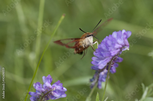 Hummingbird Clearwing moth (hemaris thysbe) foraging in tufted vetch flowers