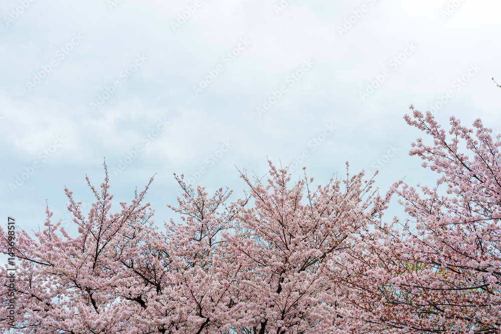 Beautiful cherry blossom sakura in spring time over blue sky. Beautiful cherry blossom sakura in spring time over blue sky.