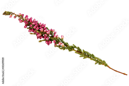 Common heather Calluna vulgaris twig photo