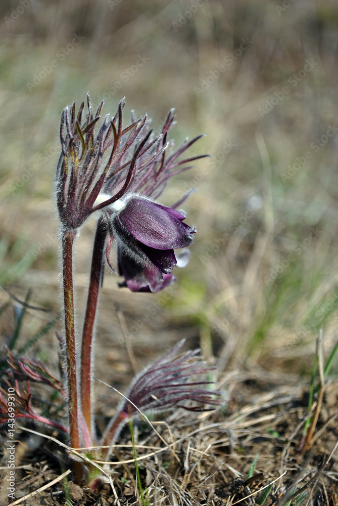 Fototapeta premium Pulsatilla flower (prairie crocus or Easter flower) blooming