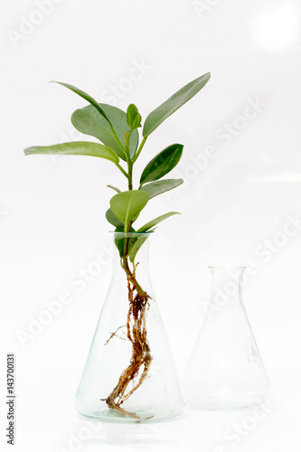 Green plants in biology research lab. Genetically Modified Organisms. Biochemistry lab plants. 