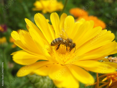 Biene auf einer Blüte, Biene, Blüte, Nektar © Tobias Krause
