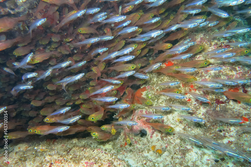 スカシテンジクダイとキンメモドキ, Rhabdamia gracilis and Slender sweeper photo