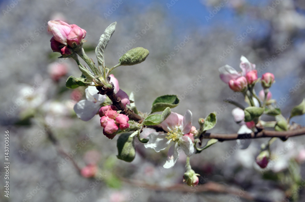 Flowering branches of an apple tree with white flowers and buds Flowering branches of an apple tree with white flowers and buds