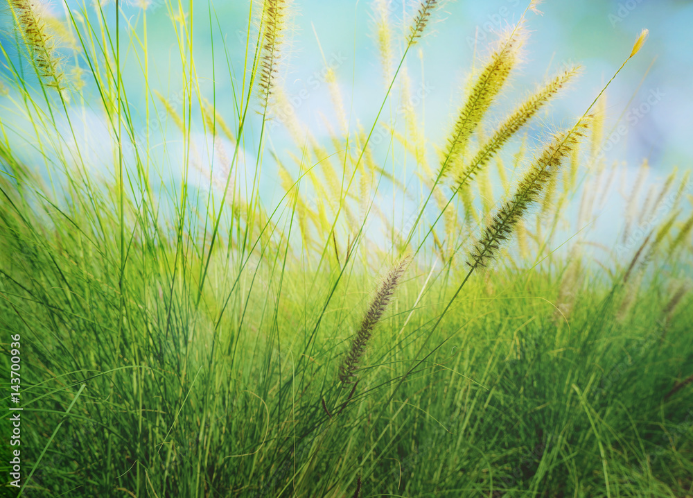 Obraz premium Abstract nature background with grass in the meadow and blue sky in the back