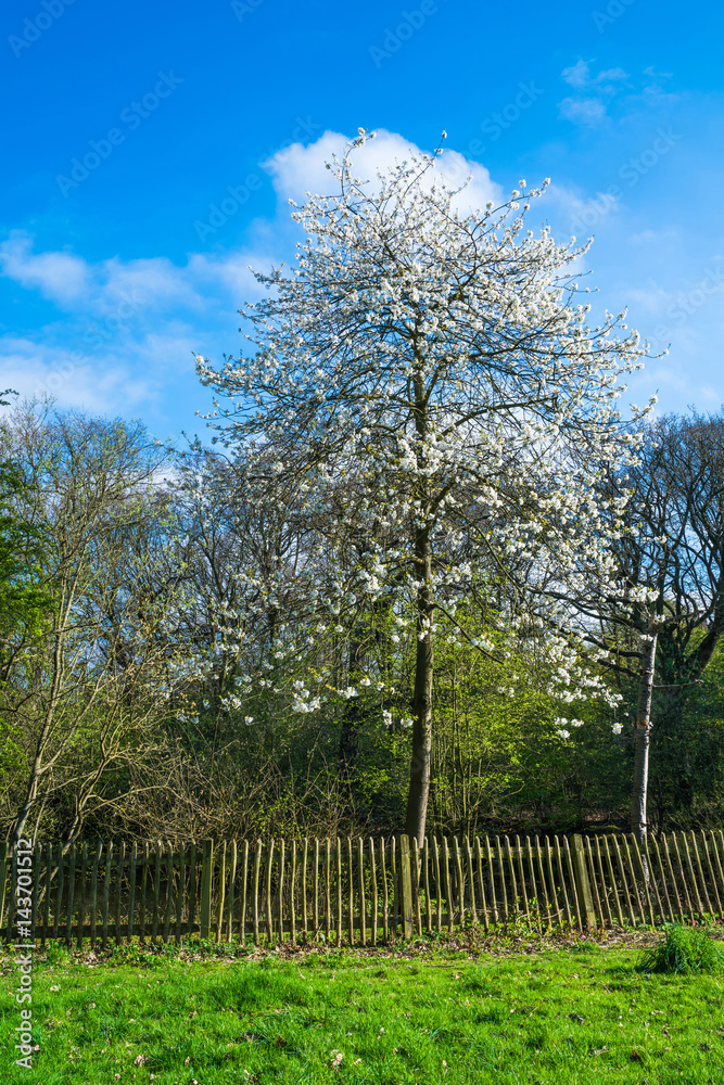 Obraz premium Spring time landscape in the London suburbs