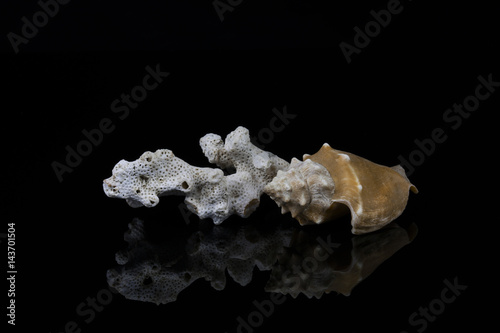 White coral rock isolated on black background