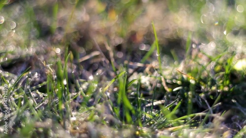 Sunrise over the floor of a tundra with permafrost on the grass blades photo