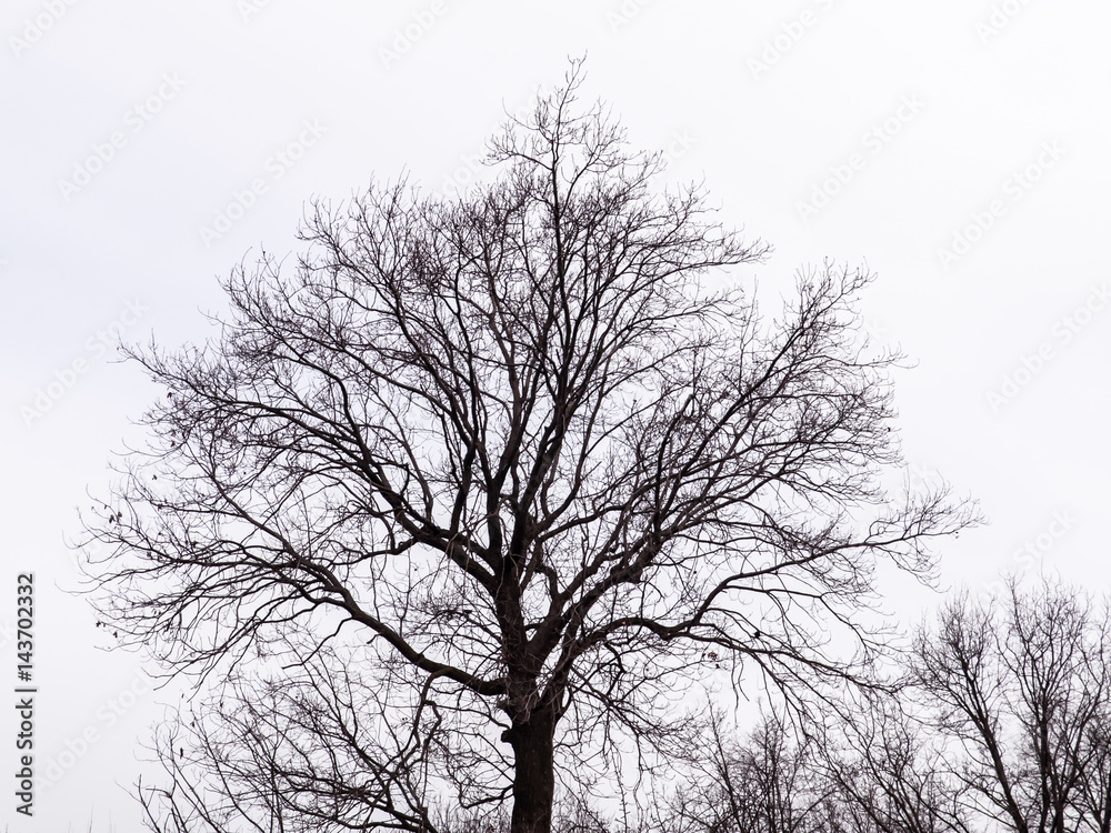 Bare tree on a white background. Silhouette against the sky. Bare tree on a white background. Silhouette against the sky.